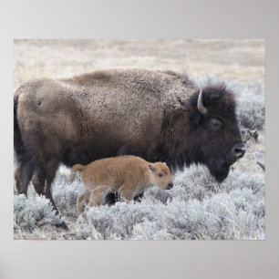 Cow and Calf Bison, Yellowstone 2 Poster