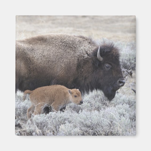 Cow and Calf Bison, Yellowstone Magnet (Front)