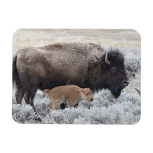 Cow and Calf Bison, Yellowstone Magnet
