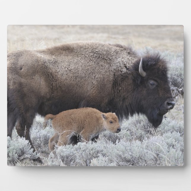 Cow and Calf Bison, Yellowstone Plaque (Front)