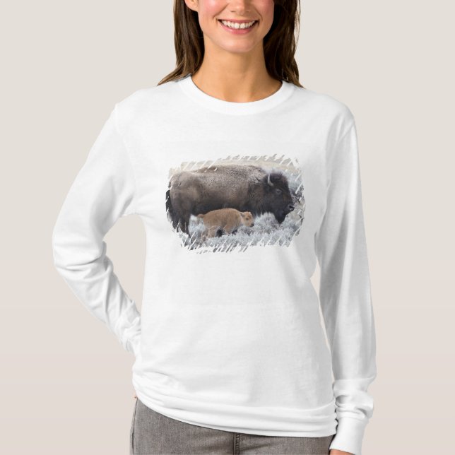 Cow and Calf Bison, Yellowstone T-Shirt (Front)