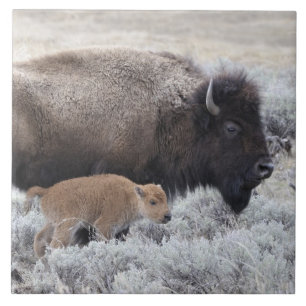 Cow and Calf Bison, Yellowstone Tile