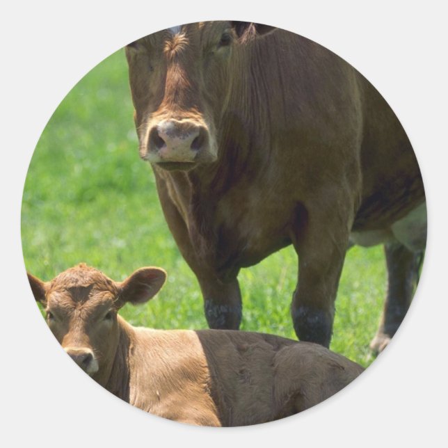 Cow And Calf Classic Round Sticker (Front)