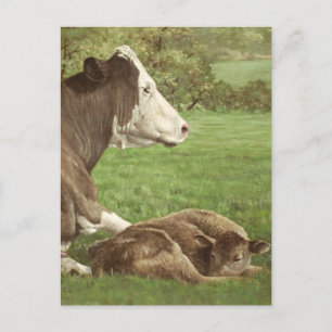 cow and calf in field postcard
