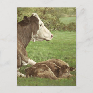 cow and calf in field postcard