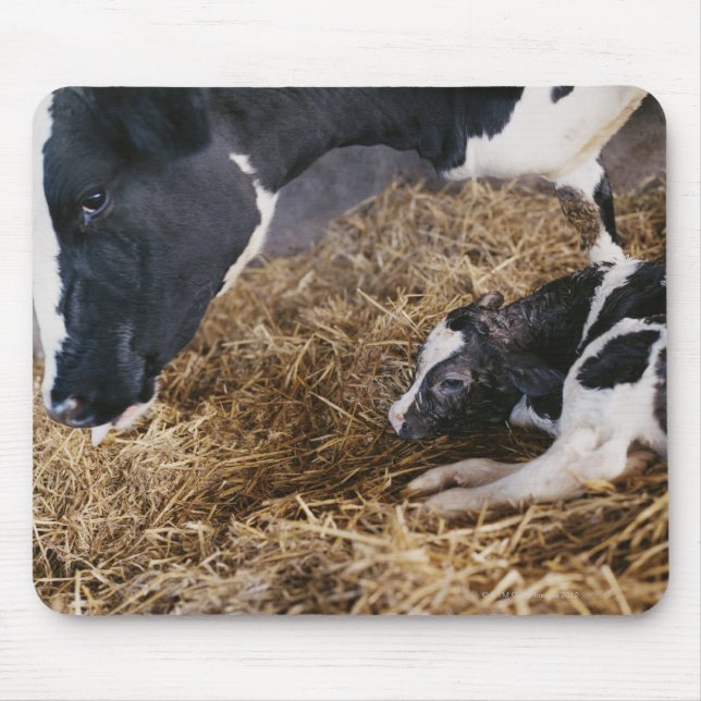 Cow and Calf in Hay Mouse Mat (Front)