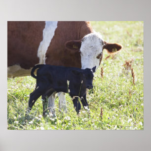 Cow and calf poster