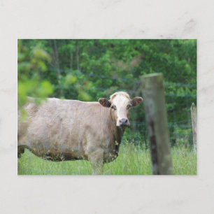 Cow and Fence Postcard