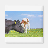 Cow and newborn calf hug each other in meadow.JPG