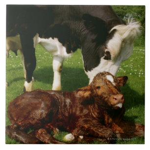 Cow and newborn calf tile