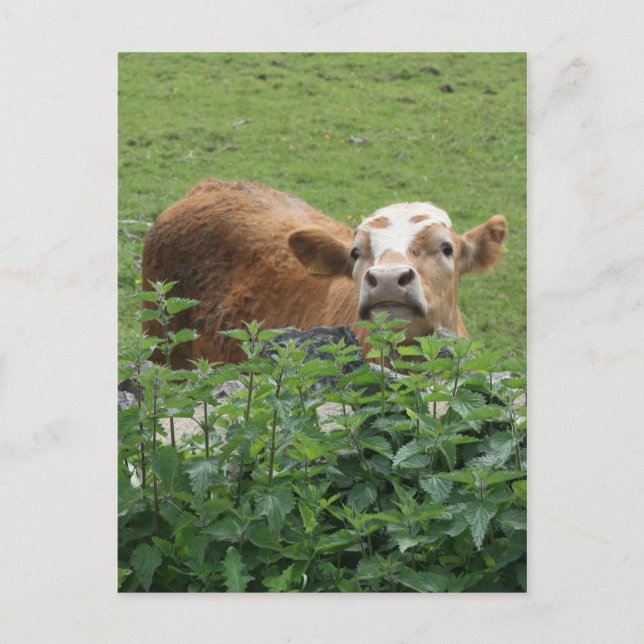 Cow and stinging nettles postcard (Front)