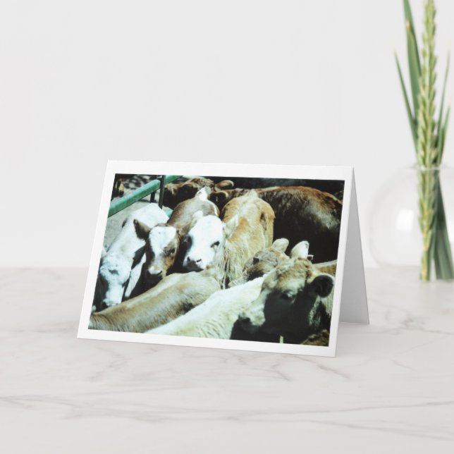 Cow Babies Card (Front)