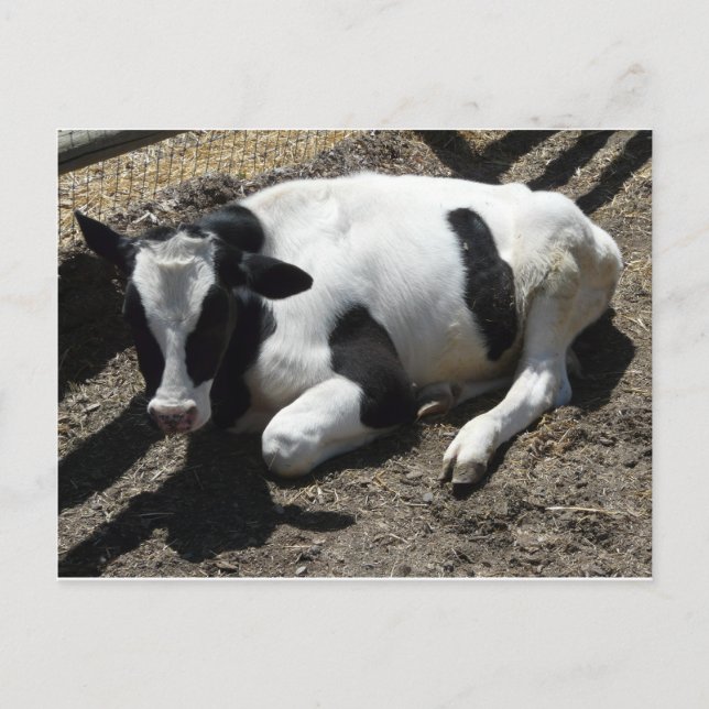 cow,baby postcard (Front)