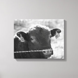 Cow Behind Barbed Wire Black and White 11x14 Canvas Print