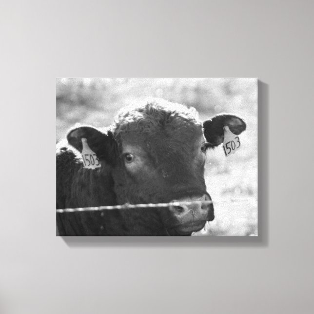 Cow Behind Barbed Wire Black and White 11x14 Canvas Print (Front)