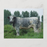 Cow Belgian Blue