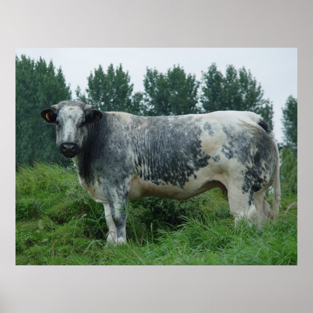 Cow Belgian Blue Poster (Front)