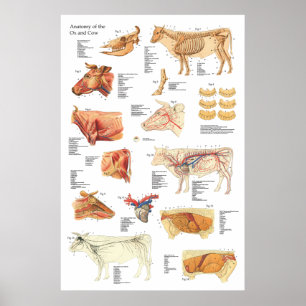 Cow Bovine Anatomy Chart 24" X 36"