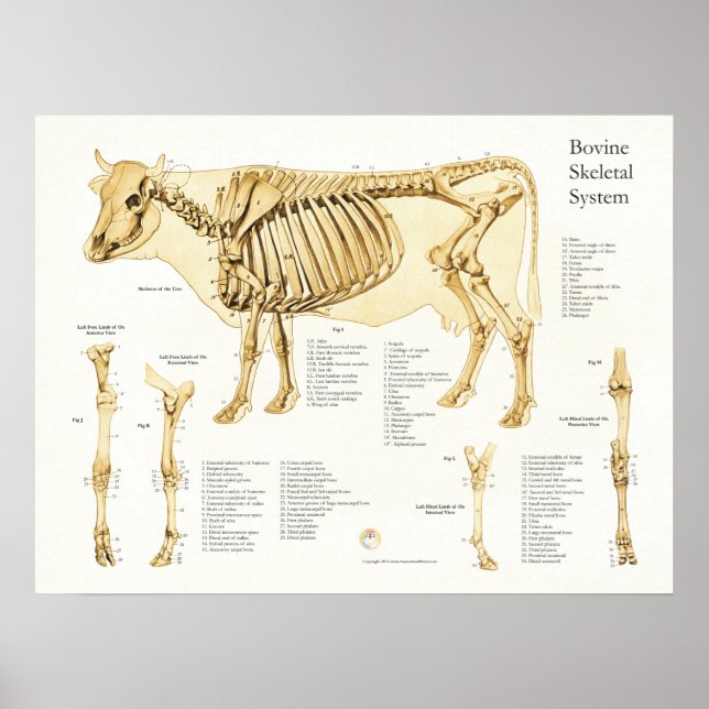 Cow Bovine Skeletal Anatomy Poster (Front)