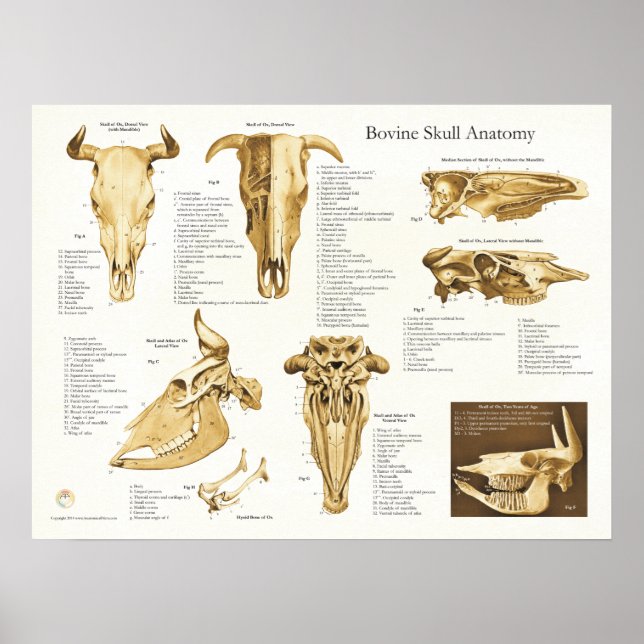 Cow Bovine Skull Anatomy Chart (Front)
