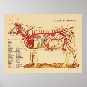 Cow Bovine Veterinary Artery Anatomy Chart