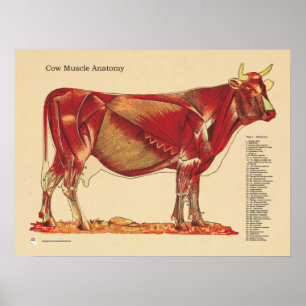 Cow Bovine Veterinary Muscles Anatomy Chart