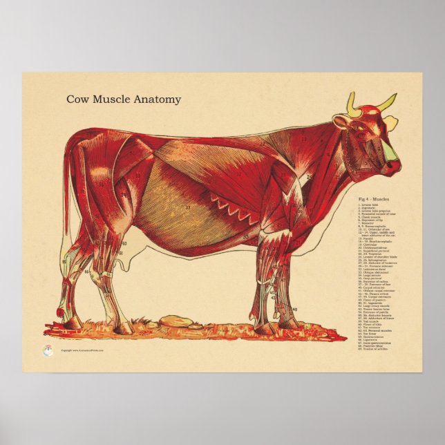 Cow Bovine Veterinary Muscles Anatomy Chart (Front)