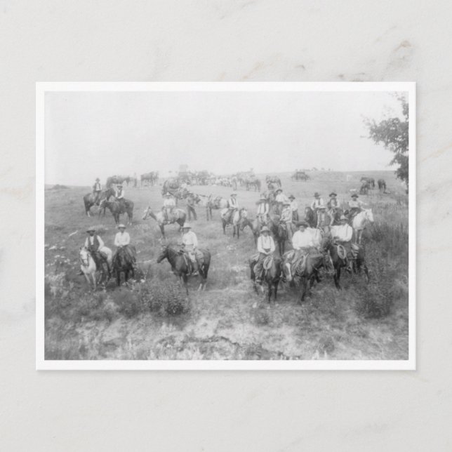 Cow Boy Mount Postcard (Front)