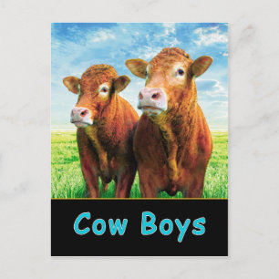 Cow Boys Postcard