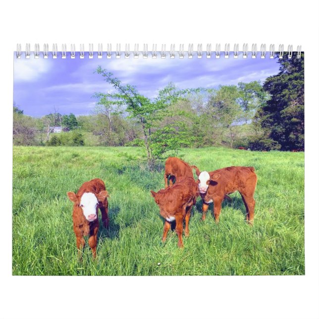 Cow Calendar (Cover)