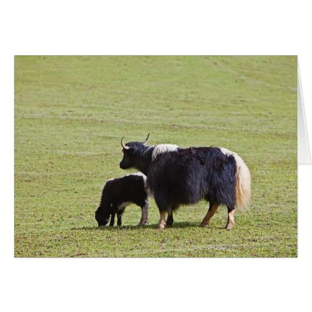 Cow & Calf Yak | Lijiang (Front Horizontal)