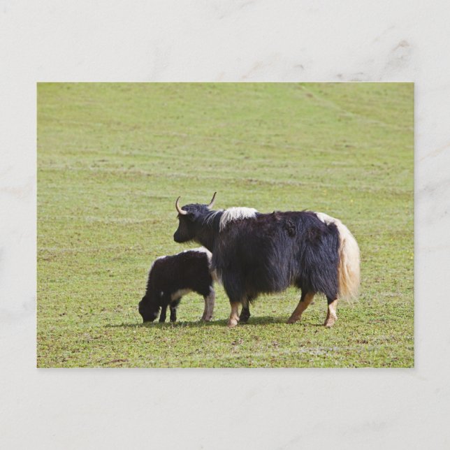 Cow & Calf Yak | Lijiang Postcard (Front)