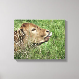 COW CANVAS PRINT