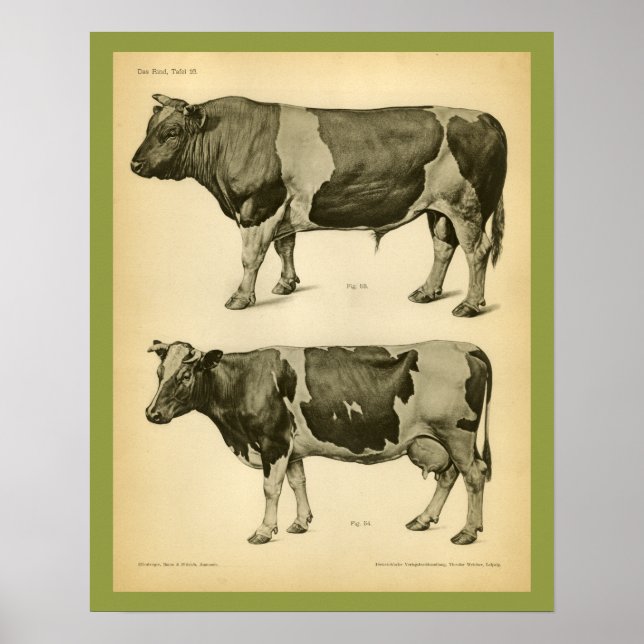 Cow Cattle Vintage Veterinary Anatomy Print (Front)