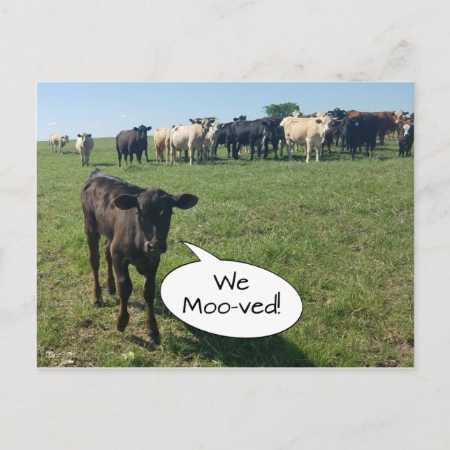 Cow Change of Address We Mooved Postcard (Front)