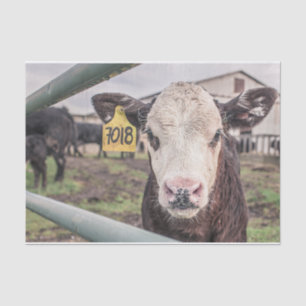 Cow Close-Up, Part 1 Tissue Paper