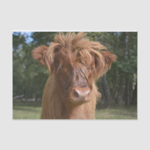 Cow Close-Up, Part 2:  The Floppy-Haired Edition Tissue Paper