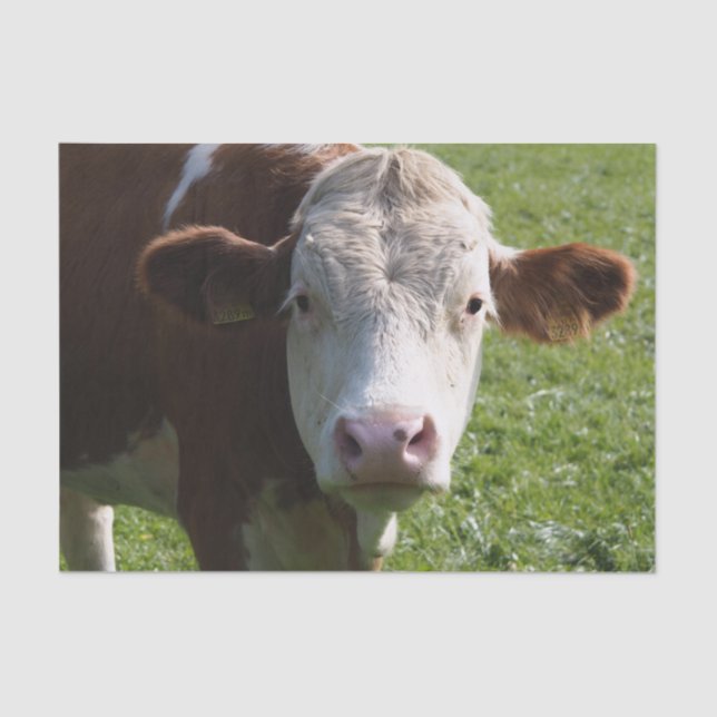 Cow Close-Up, Part 3 Tissue Paper (Front)