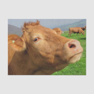 Cow Close-Up, Part 4:  The Side-Eye Glare Edition Tissue Paper