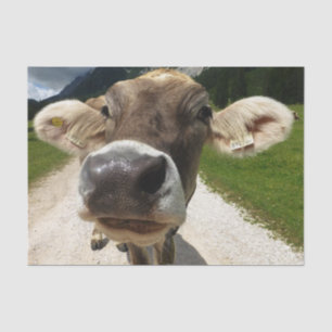 Cow Close-Up, Part 6:  The Curious Cow Edition Tissue Paper