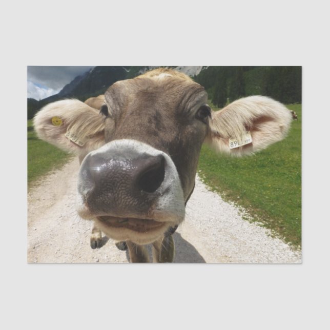 Cow Close-Up, Part 6:  The Curious Cow Edition Tissue Paper (Front)