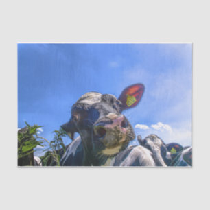 Cow Close-Up, Part 7: The 'I'm Listening!' Edition Tissue Paper