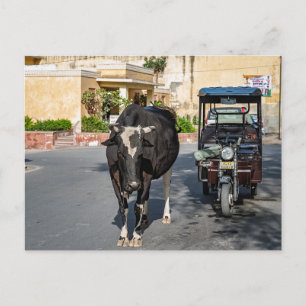 Cow Crossing the Road   Rural India Street Scene Postcard