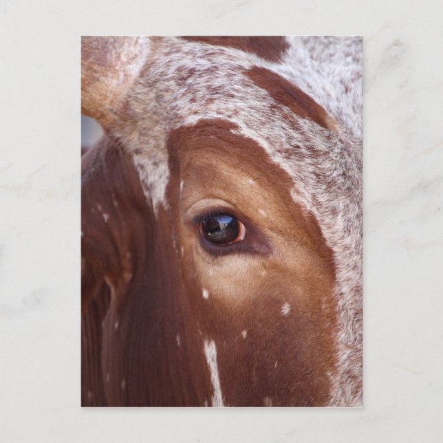 Cow Eye Postcard (Front)
