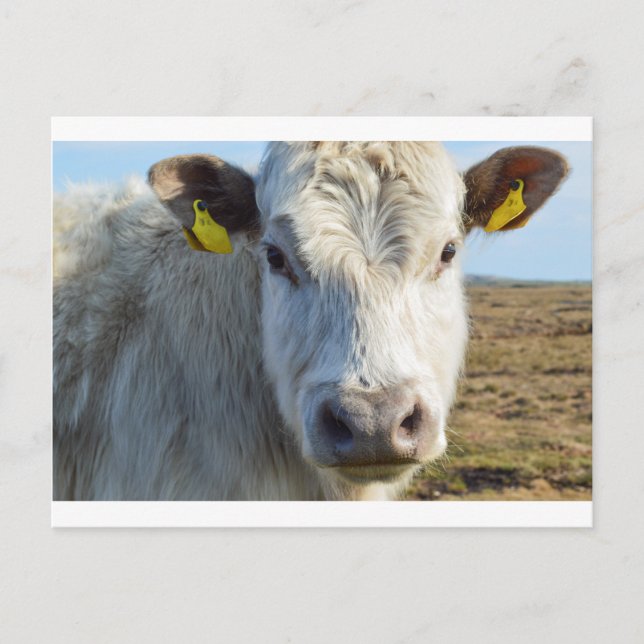 Cow face postcard (Front)