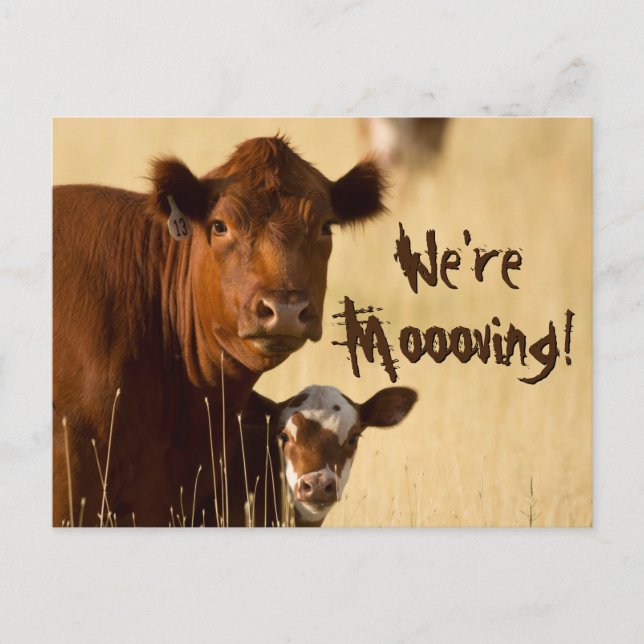 Cow Family Moving Announcement Postcard (Front)