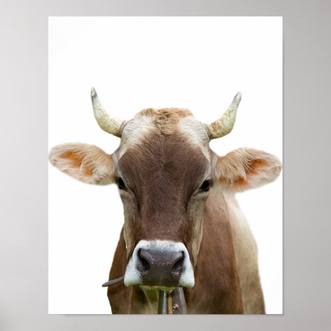 Cow farm animal livestock bovine cattle photo poster (Front)