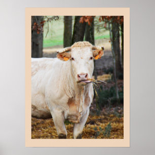 Cow feeding in France Poster