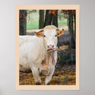 Cow feeding in France Poster