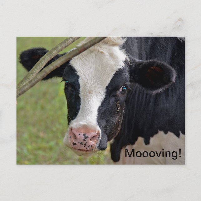 Cow for Moving Announcement (Front)